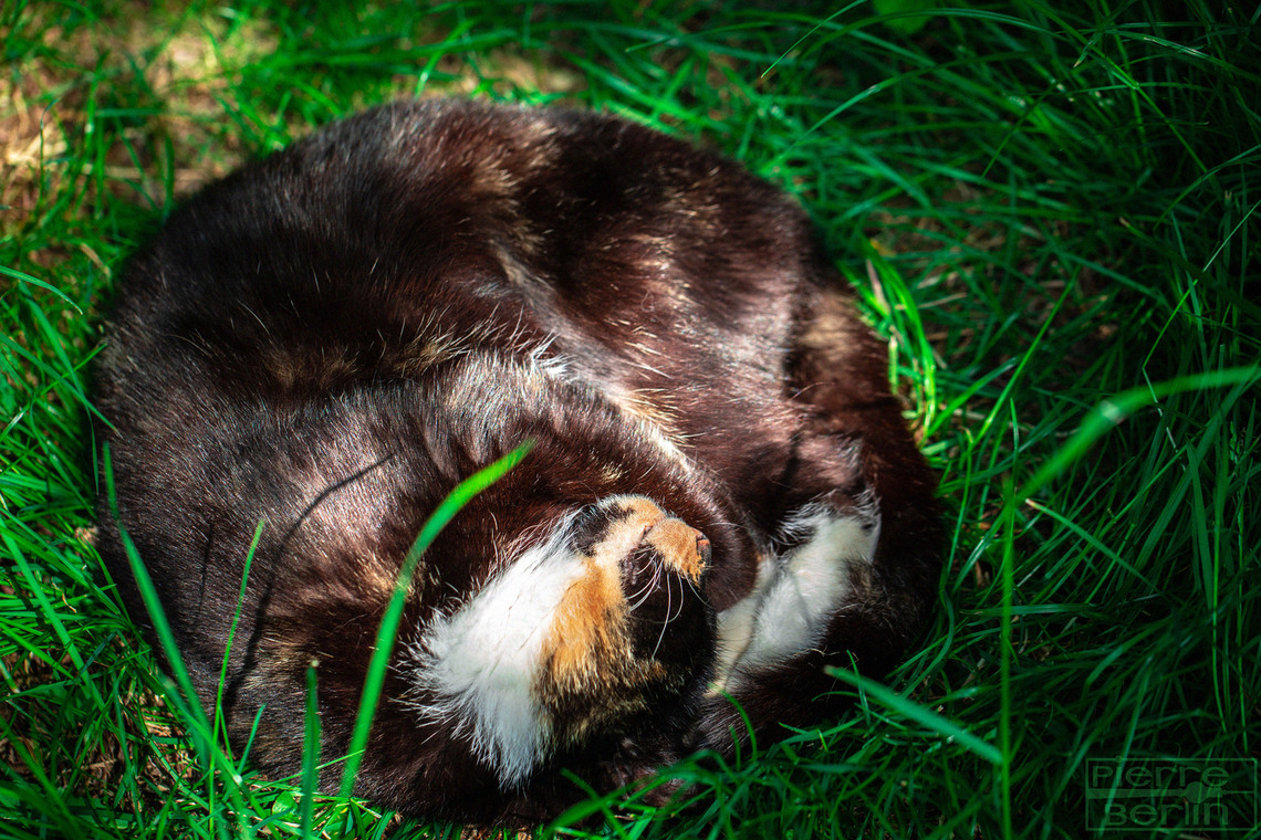 Internationaler Tag der Katze