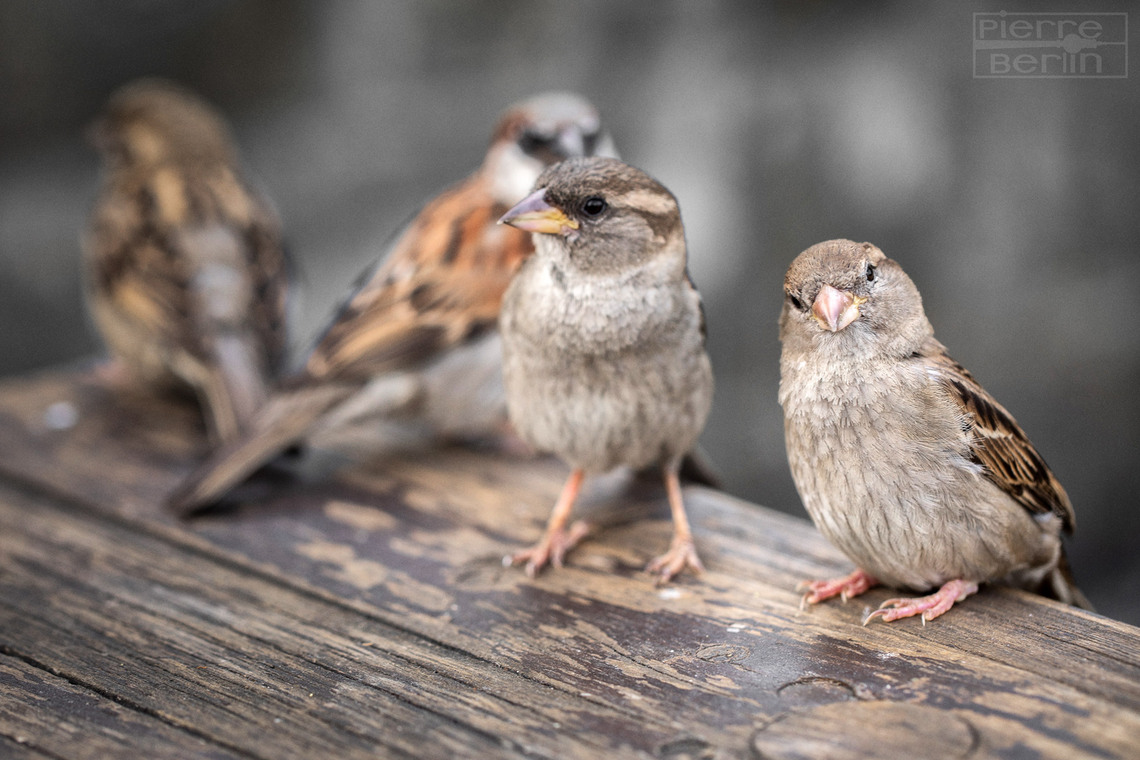 Sparrows