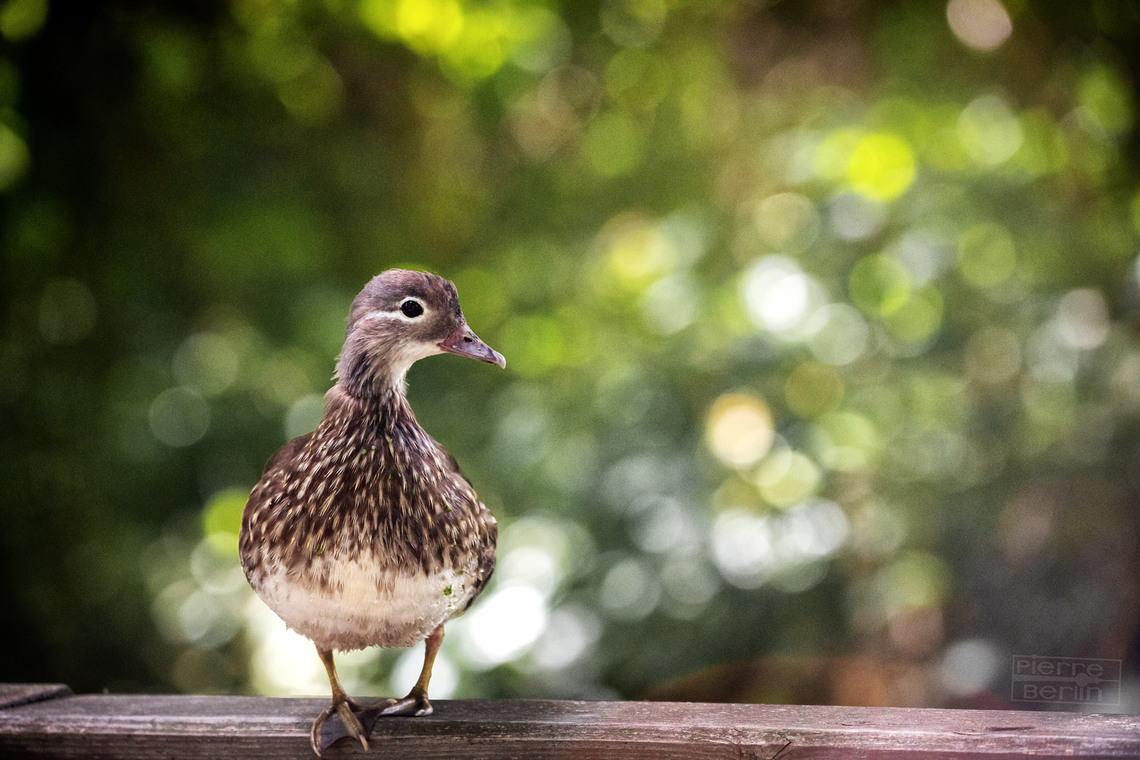 The duck, the model