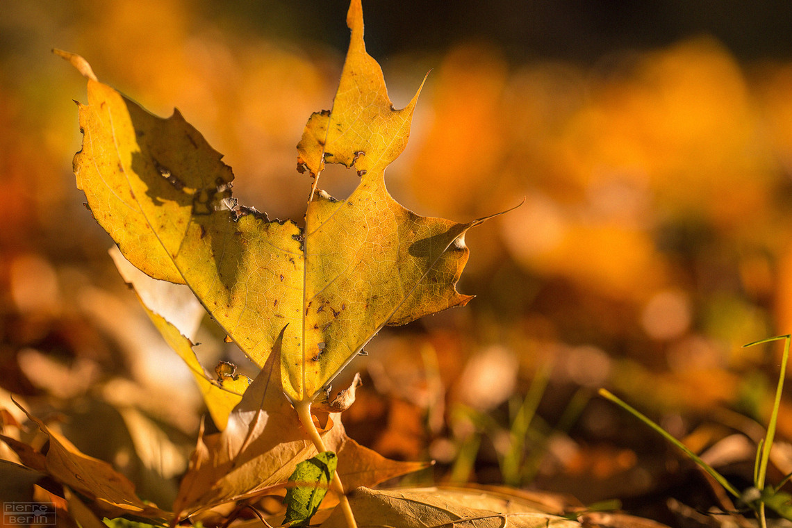 First day of fall! First day of fall!